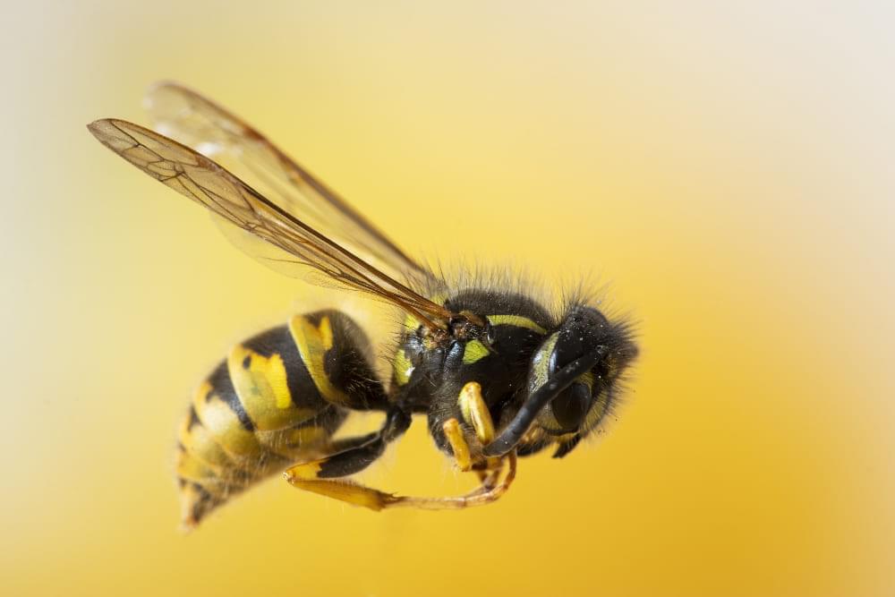 Σφήκα Vespula Vulgaris ή αλλιώς κοινή σφήκα