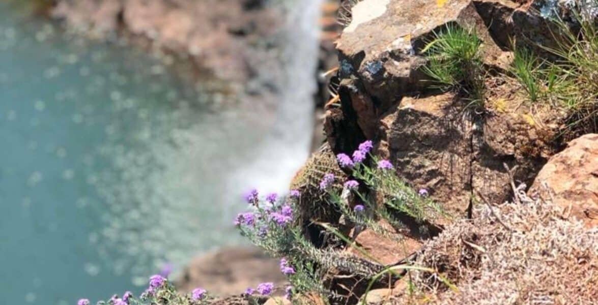 A lush waterfall cascading into a rocky pool with purple wildflowers in the foreground.