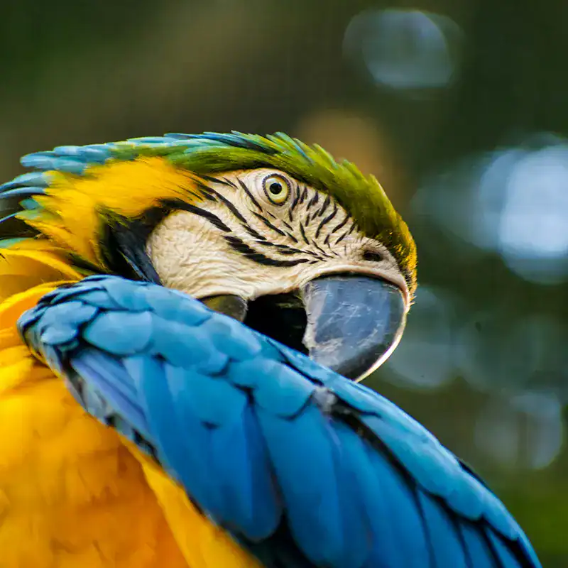 Brasil