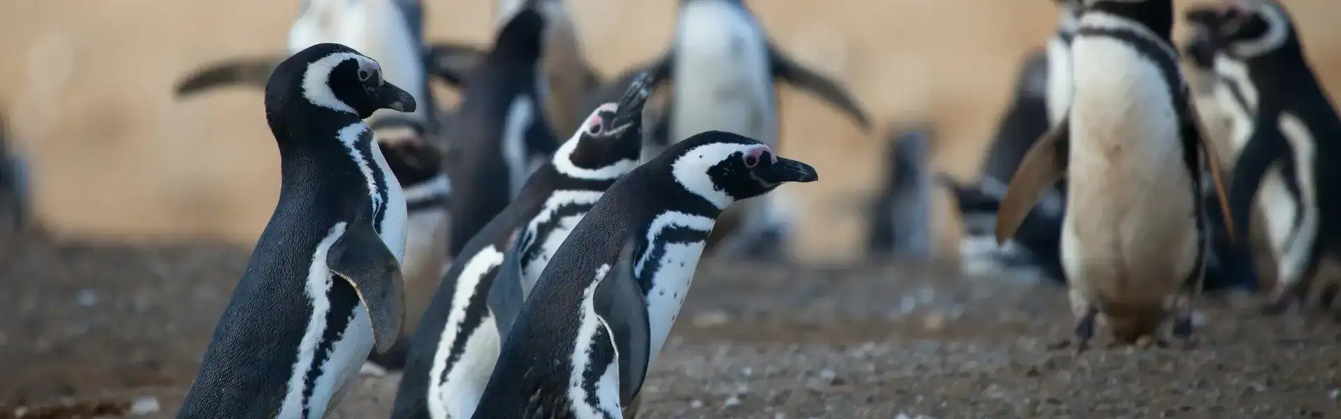Pinguinos