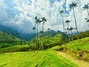 Césped verde y palmeras en un paisaje tropical con montañas y cielo nublado.