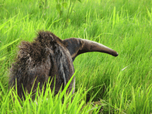 Mamífero con cuerpo peludo y trompa en un campo de hierba verde.