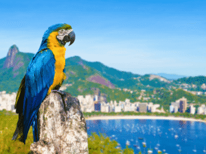 El loro ara azul y amarillo en un paisaje con ciudad y montañas al fondo.