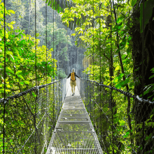 Suspended bridge in lush green rainforest with a person walking across it.