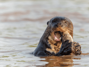 Una nutria en el agua mordiendo un palo.