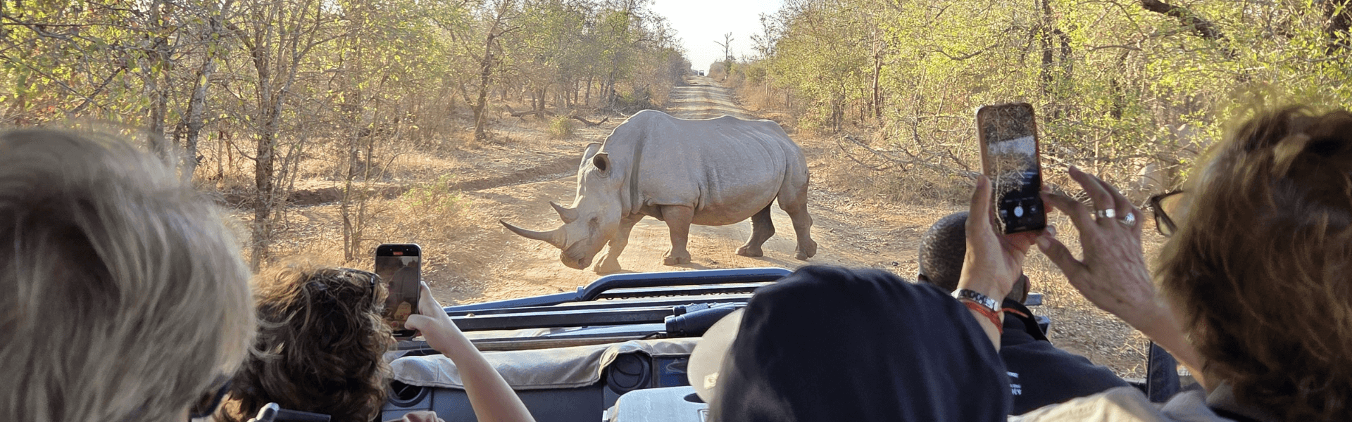 Rinoceronte en safari desde un vehículo en la naturaleza.