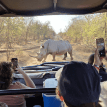 Close-up view from inside a safari vehicle observing a rhinoceros in the wild, with visitors capturi.