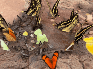 Vibrant butterflies, including swallowtails and monarchs, congregate around a muddy water source out.