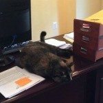Angel the cat