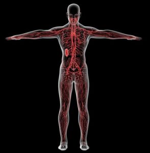 Person standing with arms outstretched and his blood vessels and internal organs showing