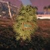 With the help of our extensive guide, discover the mysteries of the dope plant fivem. Learn everything there is to know about this intriguing subject,