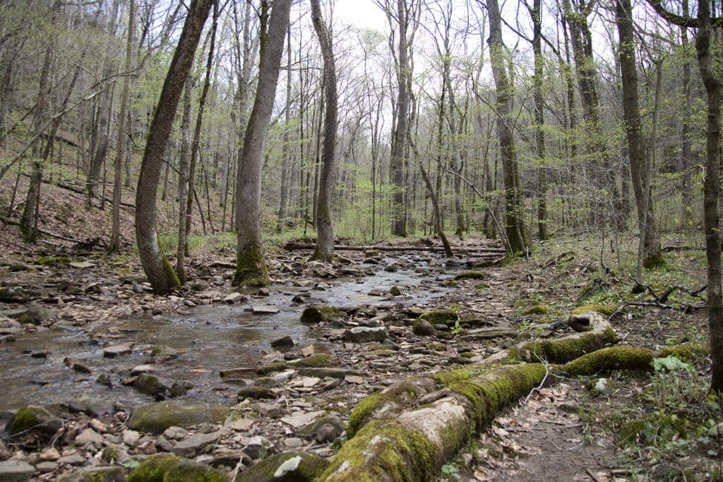 Shawnee Review: Top Things to Do in Shawnee National Forest Burden Falls hiking trail. A rocky stream running through the forest.