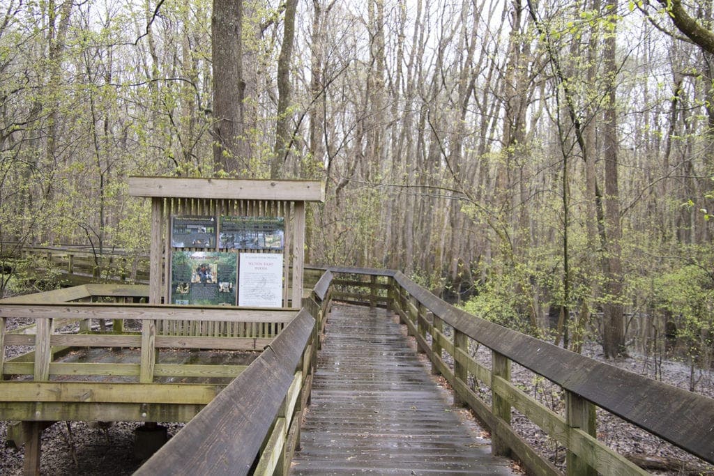 Shawnee Review: Top Things to Do in Shawnee National Forest Shawnee Review: Top Things to Do in Shawnee National Forest section 8 woods nature preserve