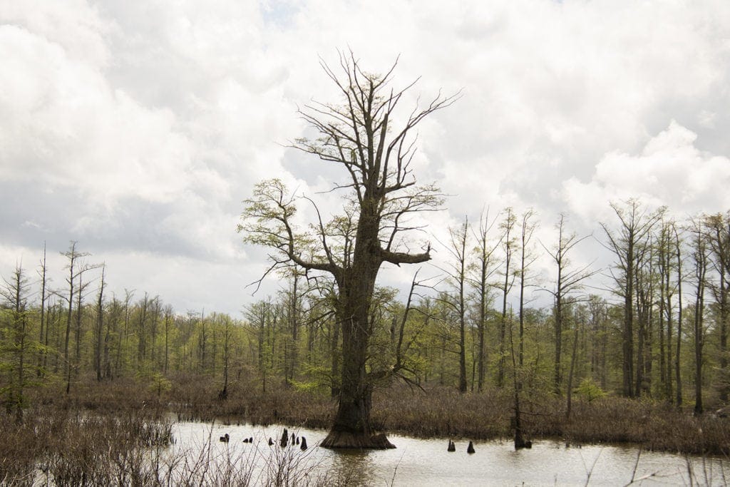 Shawnee Review: Top Things to Do in Shawnee National Forest Shawnee Review: Top Things to Do in Shawnee National Forest state champion bald cypress tree shawnee national forest