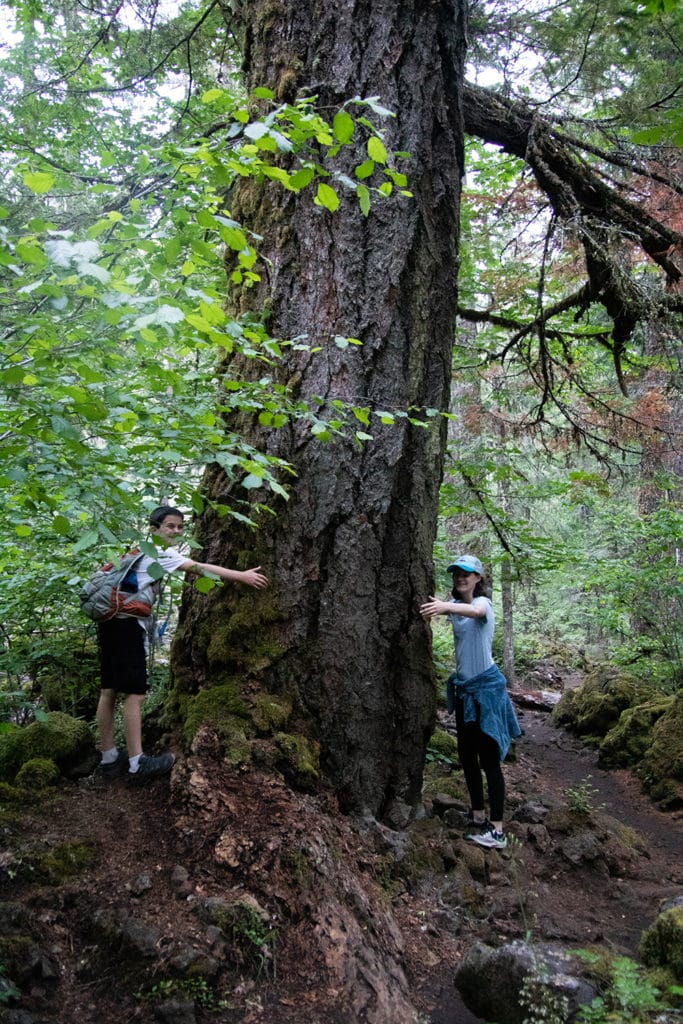 Hiking Oregon’s Tamolitch Blue Pool – The Ultimate Guide The trees on the trail were huge. In this picture, my kids are trying to hug one of them.