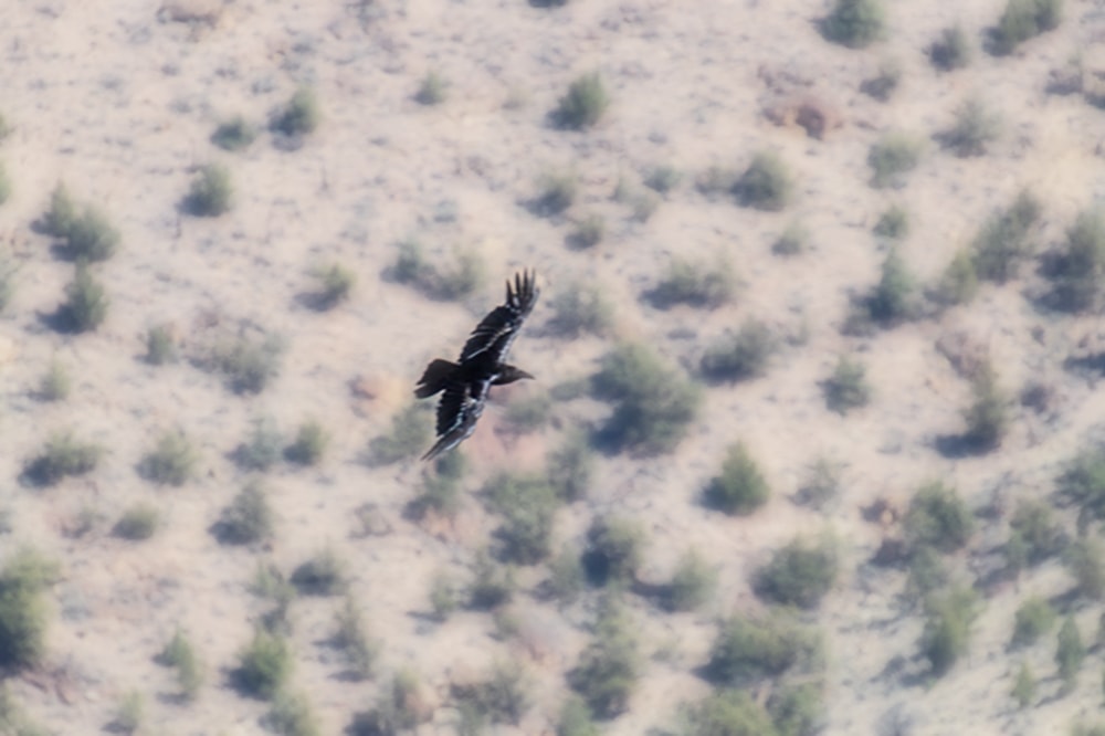 Smith Rock State Park Oregon – Ultimate Guide A black Bird flying above Smith Rock State Park