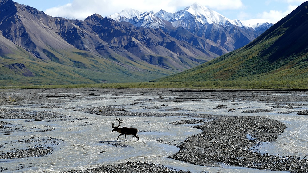 2025 U.S. National Park list by State (Free Printable Map & Checklist) denali national park 2 1