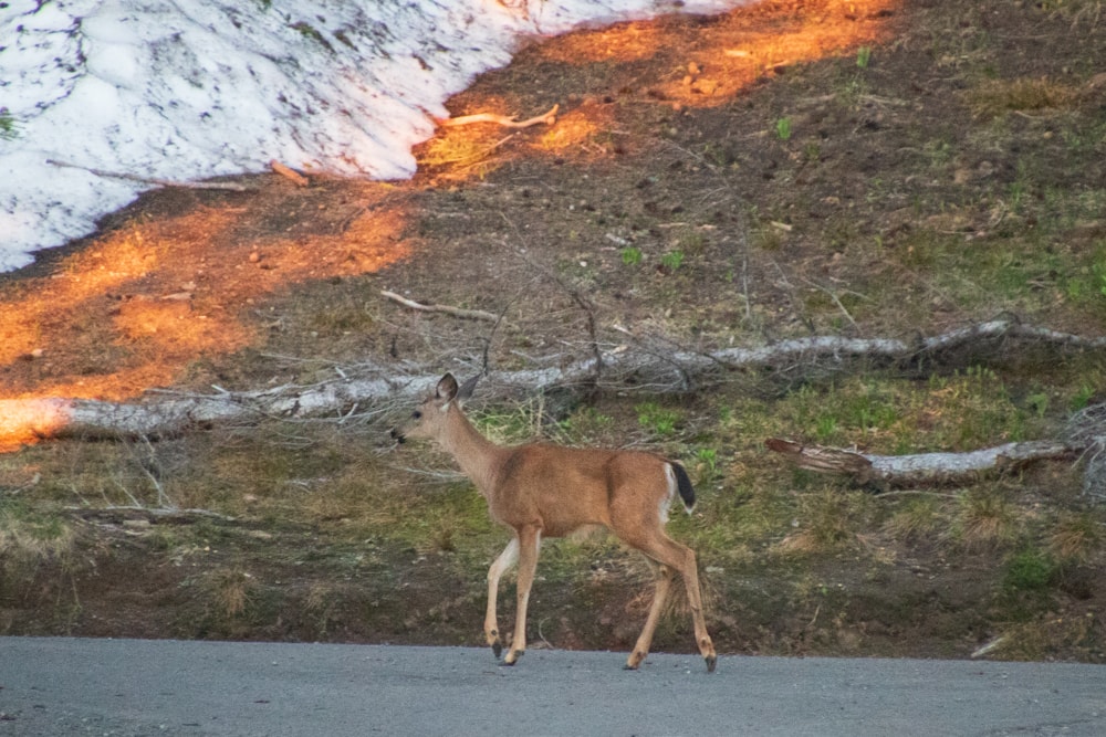 10 Best Hikes In Crater Lake National Park – You Don’t Want to Miss Deer at Garfield Peak Trail in Crater Lake National Park.