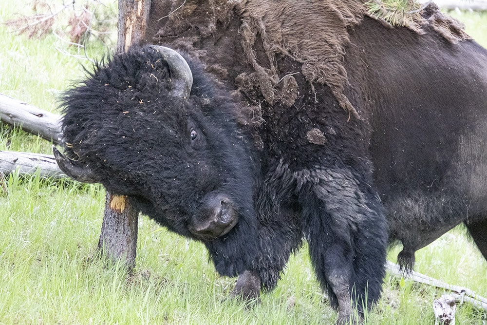 20 Easy Hikes In Yellowstone National Park You Don’t Want to Miss Picture of a bison rubbing his head on a tree at fairy falls trailhead in Yellowstone National Park.