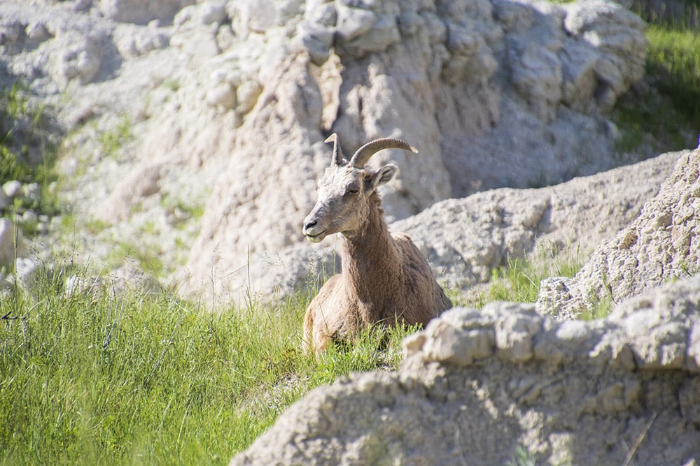 Discover the Funnest National Parks for Kids Bighorn sheep resting at the base of the Badlands, blending with the rocky terrain. The image captures the natural habitat of the animal within the unique geological formations of Badlands National Park.