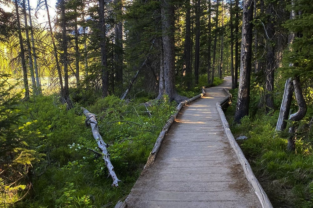 Top 10 Easy Hikes In Grand Teton National Park Leigh lake trail through the woods