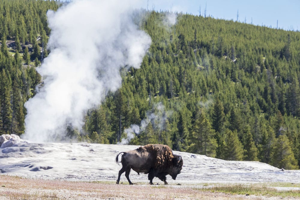 20 Easy Hikes In Yellowstone National Park You Don’t Want to Miss Bison roaming in front of Old Faithful at Yellowstone. This is an easy hike at Yellowstone National Park.