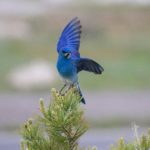 bird eating a worm in yellowstone national park