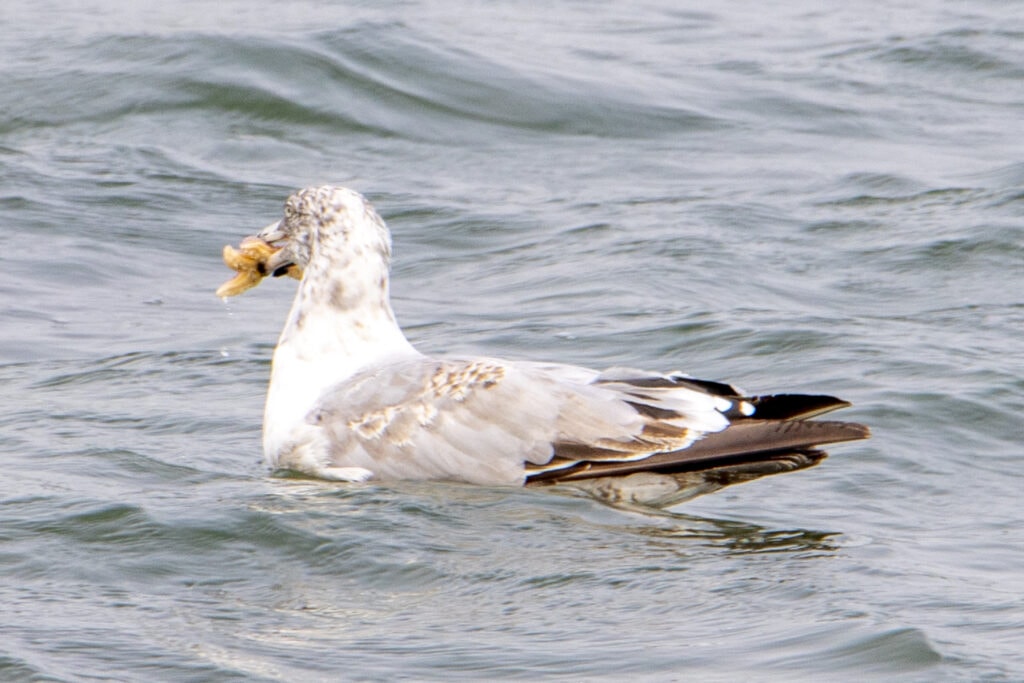 Best Hikes in Acadia National Park + Tips Seagul with a sea star in its mouth in Acadia National Park.