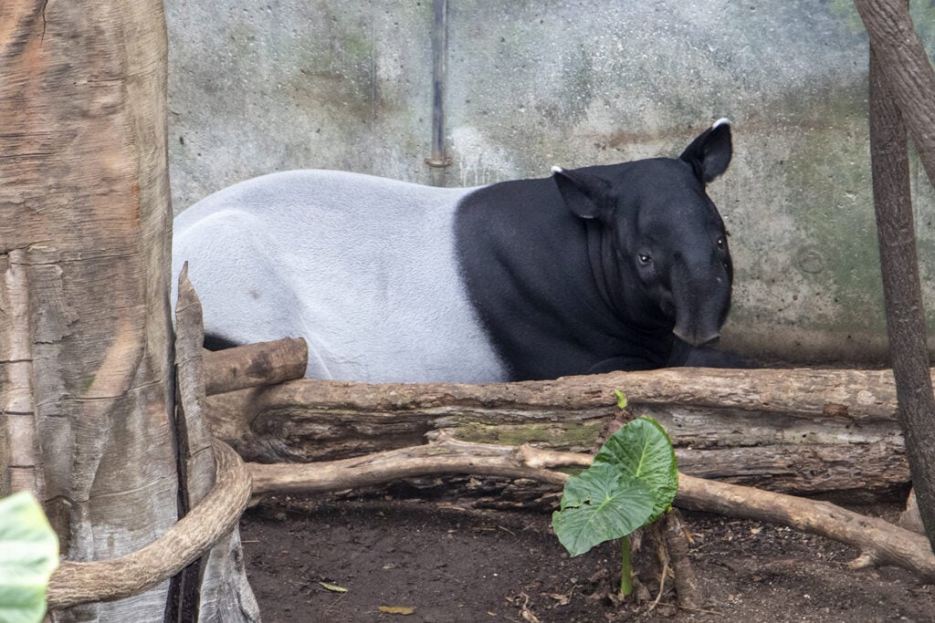 Get Wild in Omaha: A Guide to America’s Best Zoo – Omaha Zoo Get Wild in Omaha: A Guide to America’s Best Zoo – Omaha Zoo animals henry doorly zoo