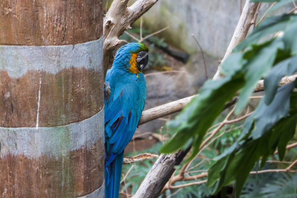 Get Wild in Omaha: A Guide to America’s Best Zoo – Omaha Zoo A blue, orange, and green bird sitting in a tree at the Henry Doorly Zoo in Omaha, Nebraska.