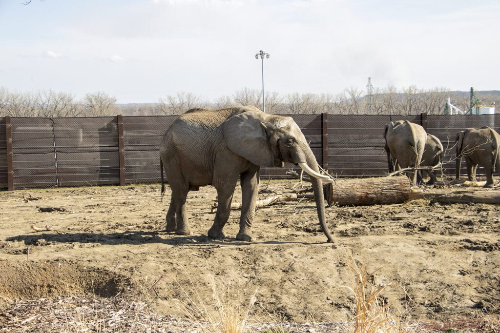 Get Wild in Omaha: A Guide to America’s Best Zoo – Omaha Zoo A view of elephants at the Omaha Zoo