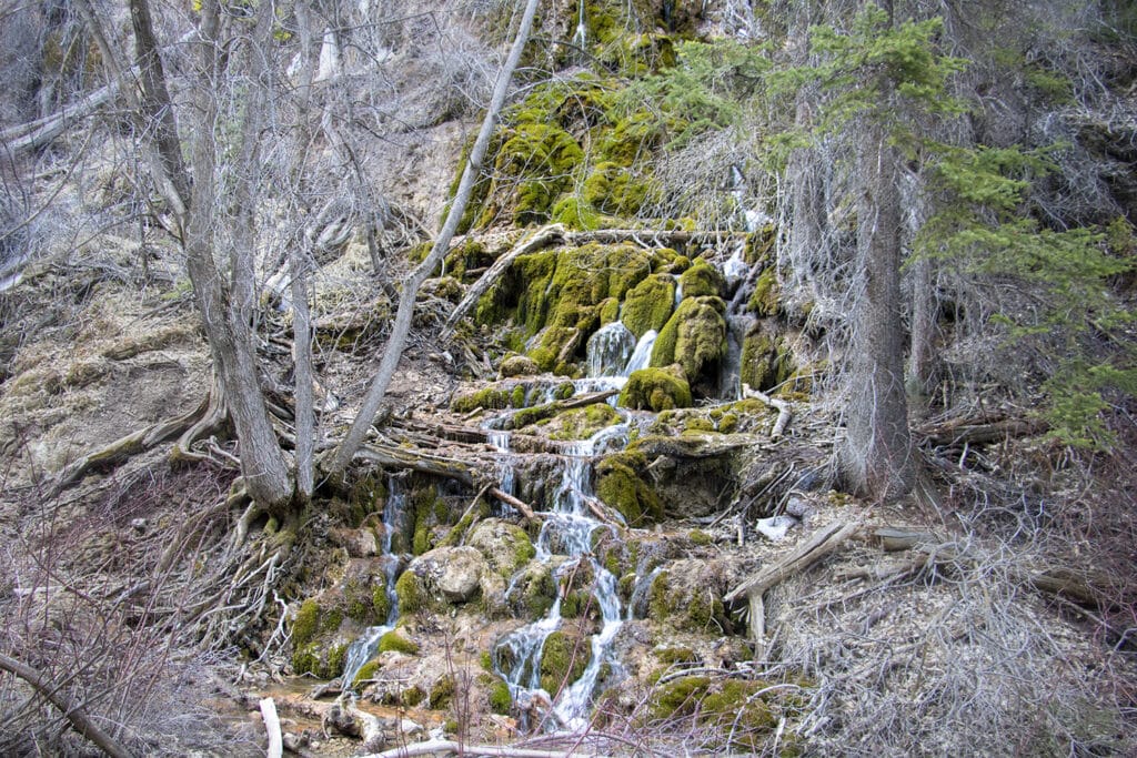 Hiking Hanging Lake in Colorado – The Ultimate Guide Hanging Lake moss-covered waterfall. Surrounded by bare trees with no leaves.