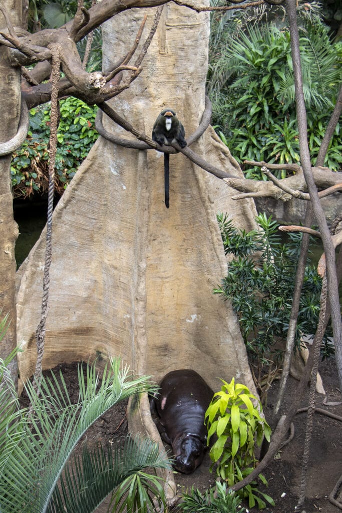 Get Wild in Omaha: A Guide to America’s Best Zoo – Omaha Zoo A picture in the jungle at the Omaha Zoo. It is of a monkey sitting in a tree and a hippo sleeping at the base of the tree.