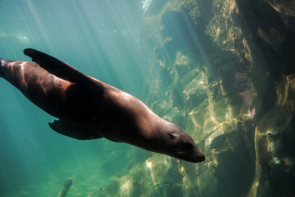 Get Wild in Omaha: A Guide to America’s Best Zoo – Omaha Zoo A captivating image of a graceful sea lion swimming gracefully underwater at Owen Sea Lion Shores in Omaha Zoo. The sea lion's sleek body is surrounded by clear blue water, and it moves with agility and grace.