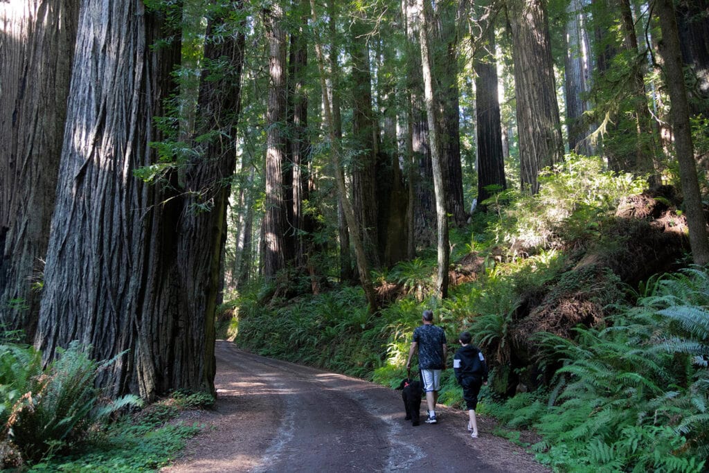 Discover the Funnest National Parks for Kids Family enjoying a nature walk at Redwood National Park, surrounded by towering trees and lush greenery. The image captures the serene atmosphere as the family explores the trail, highlighting the park's majestic redwood trees and vibrant plant life.
