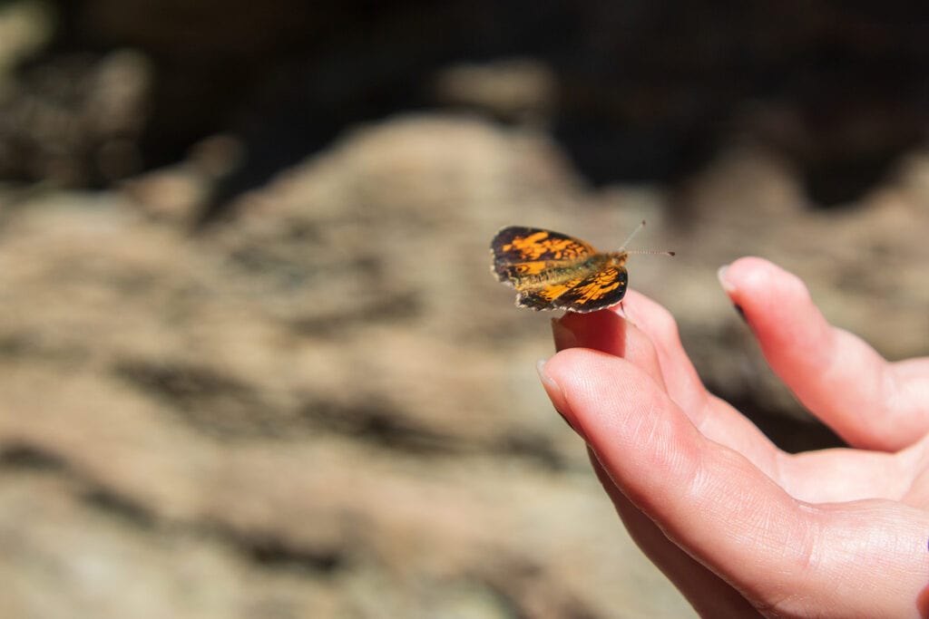 Your Ultimate Guide To Hiking Devil’s Bathtub SD Enchanting moment captured during the Devil's Bathtub hike in Spearfish Canyon, featuring a delicate butterfly gracefully perched on a finger. The trail offers encounters with numerous friendly butterflies in its scenic surroundings.