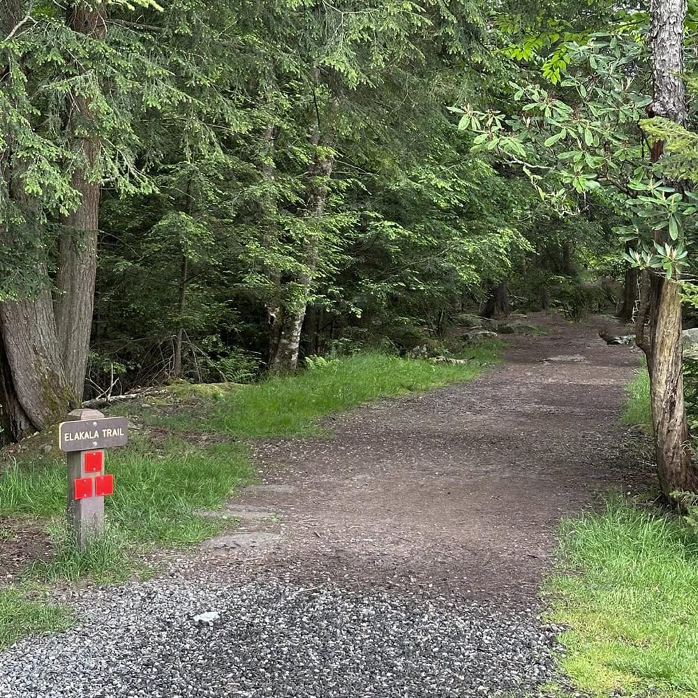 Blackwater Falls State Park Guide: Trails & Top Sights Elakala Falls trail surrounded by trees and rocky terrain in Blackwater Falls State Park, West Virginia.
