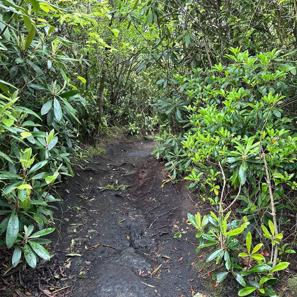 Blackwater Falls State Park Guide: Trails & Top Sights Lindy Point trail surrounded by lush green forest in Blackwater Falls State Park