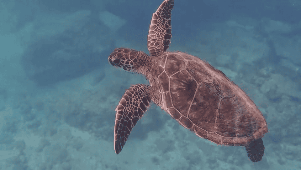 Turtle, Sal, Cabo Verde - Casa Verde Homes LDA