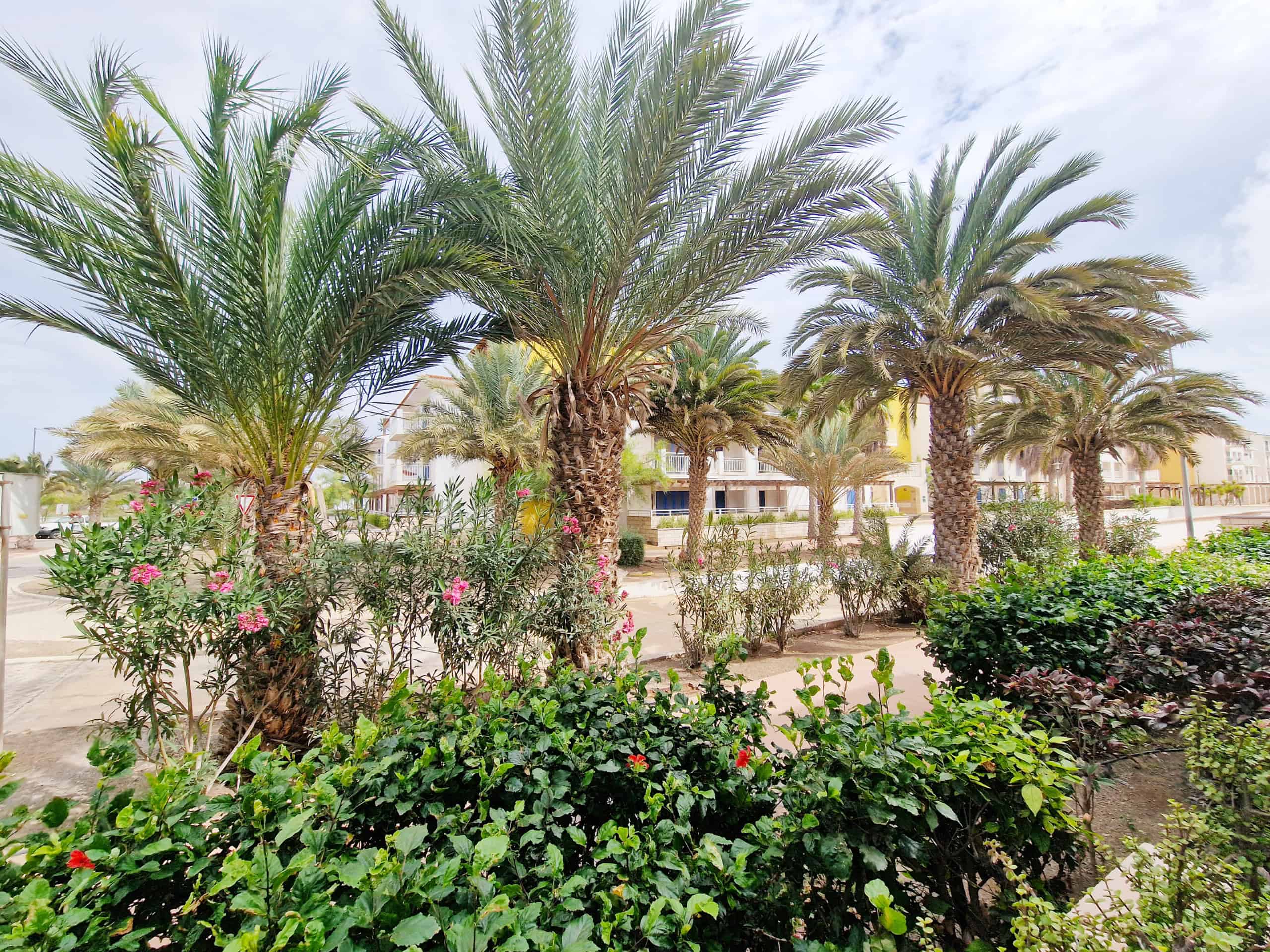 Communal Gardens - 2 Bed Poolside Apartment for Sale: Atriplex, Vila Verde, Sal, Cape Verde