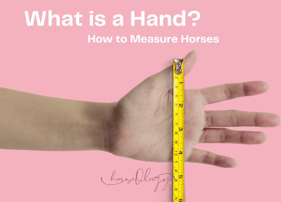 What is a Hand? How to Measure Horses
