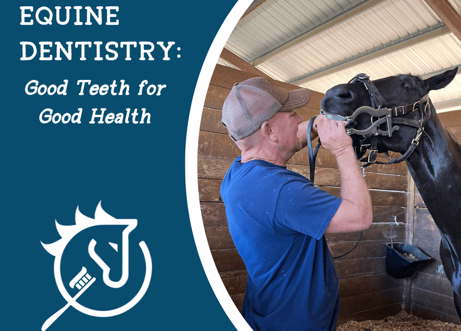 Equine Dentistry: Good Teeth for Good Health
