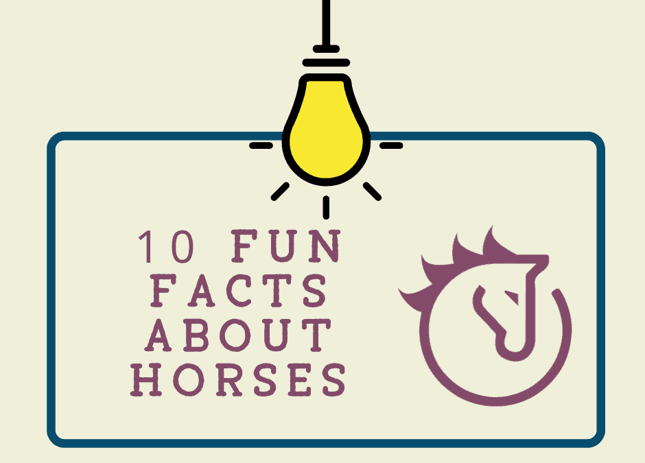 10 Fun Facts About Horses