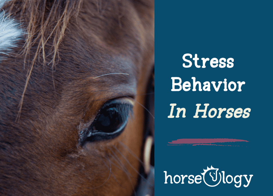 Stress Behaviors in Horses