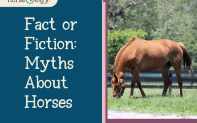 Fact or Fiction: Myths About Horses