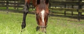 Horses of Racing Age Be A Lady ’21 by Violence