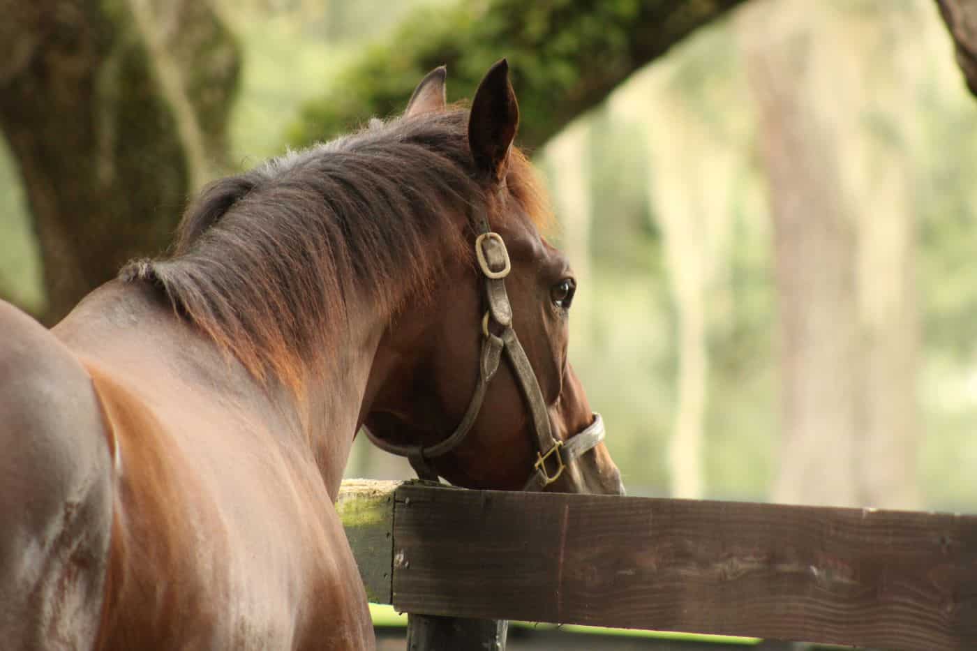 Triad Thoroughbred Management