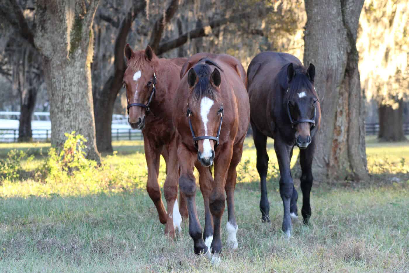 horseOlogy