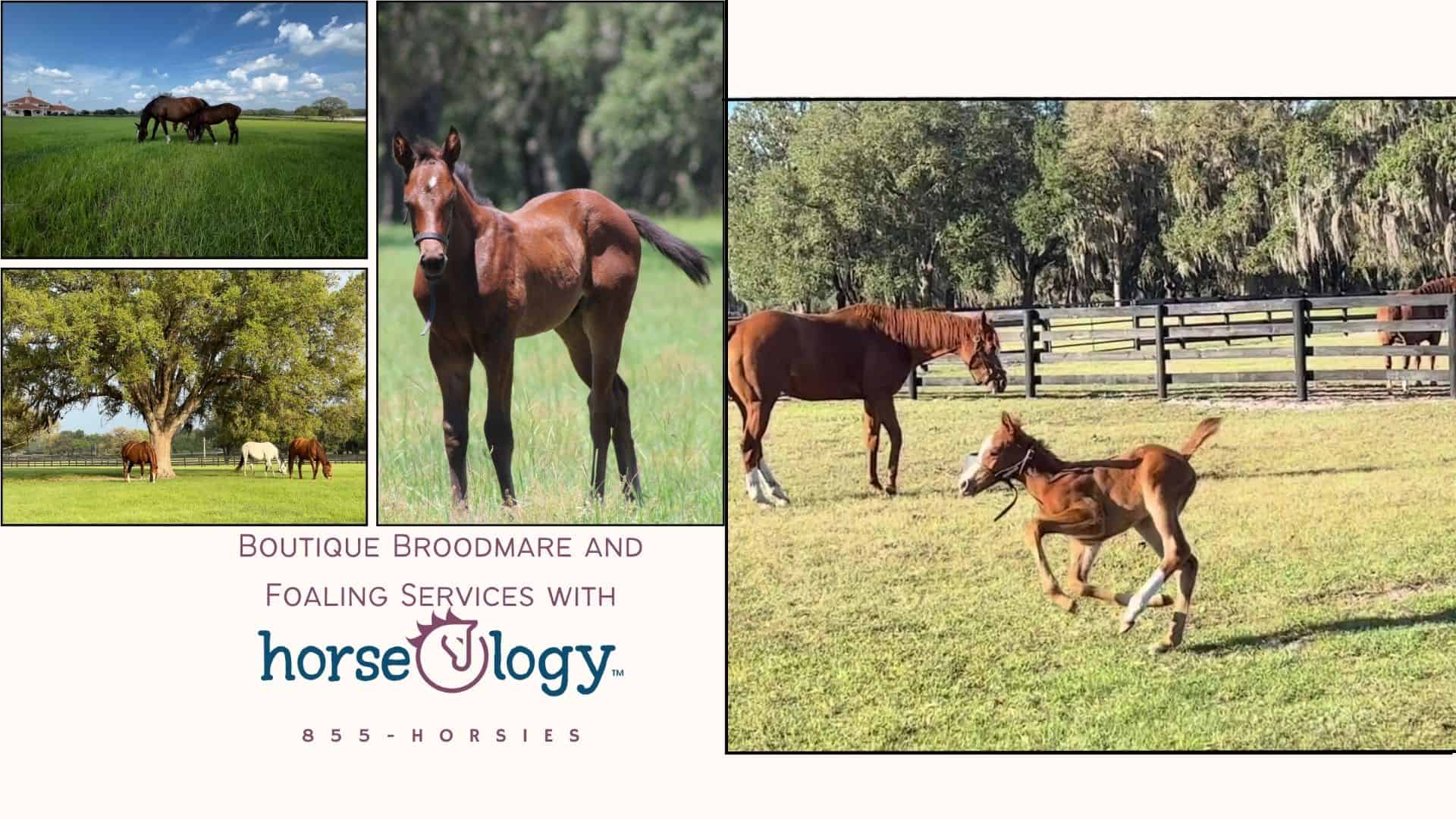 012024 Mare ad Foal Care