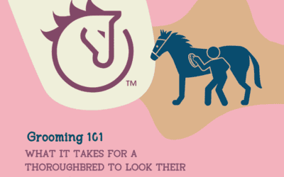 Grooming 101: What It Takes for a Thoroughbred to Look Their Very Best